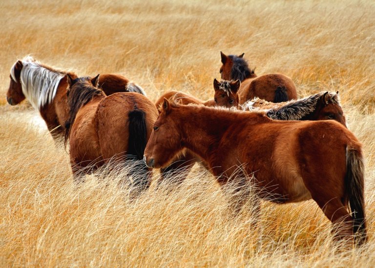 New book explores the rugged adaptability of Sable Island, N.S.'s wild horses | iNFOnews.ca