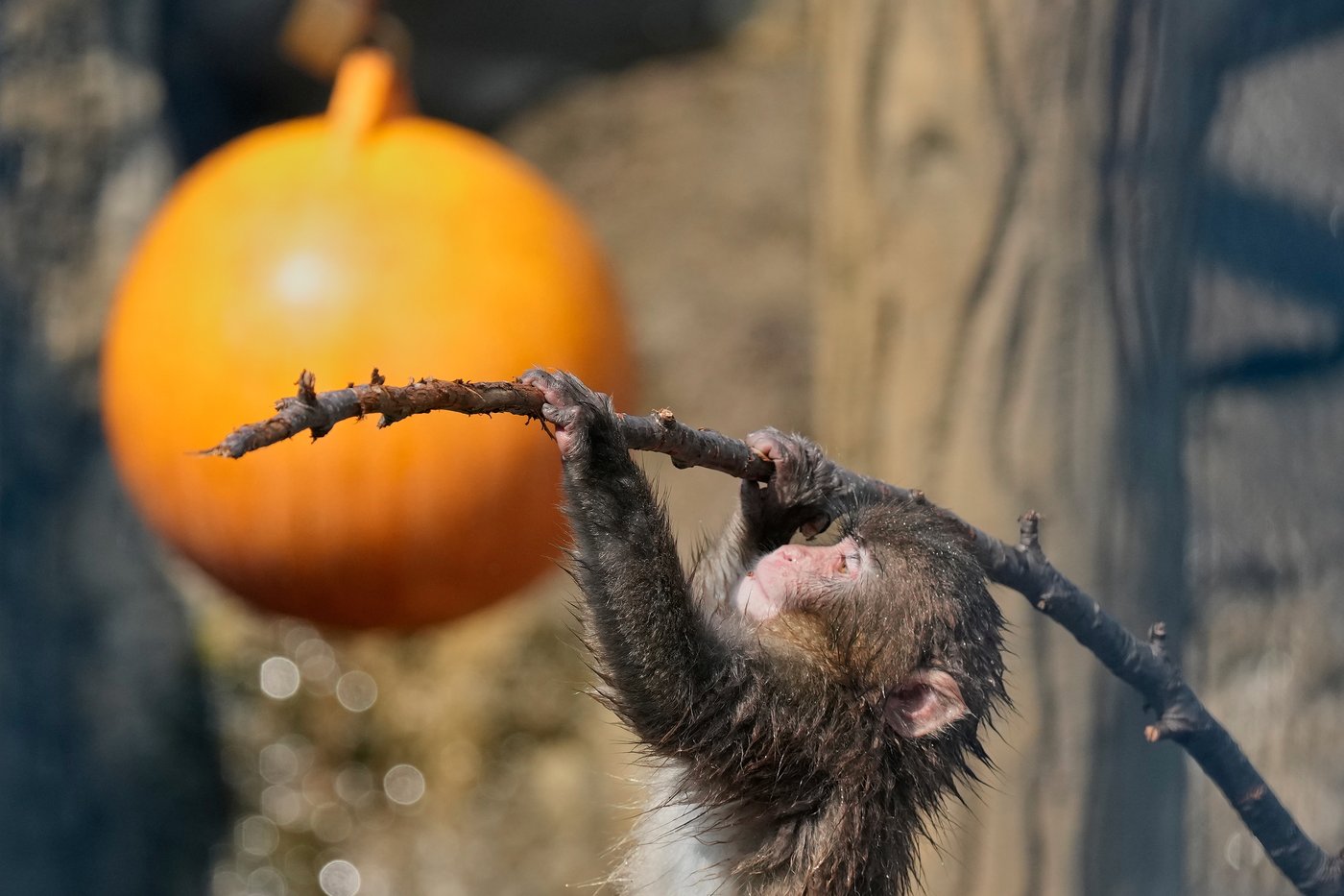Japan's monkey sensation Punch gets thousands of birthday messages as he turns 1 on Sunday | iNFOnews.ca