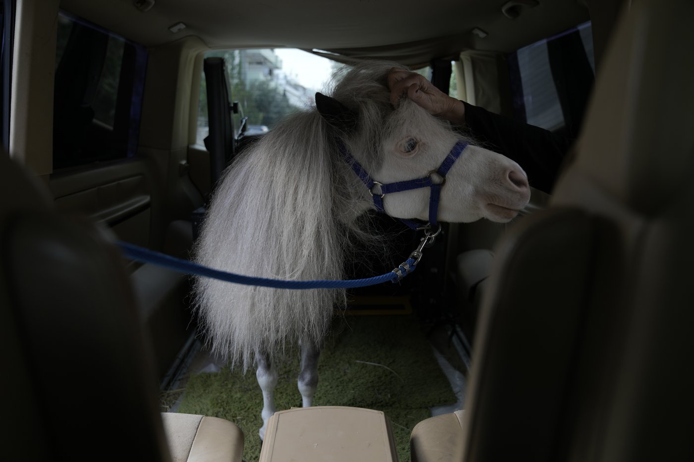 Greece's only miniature therapy horses bring joy to many, but their charity is struggling | iNFOnews.ca