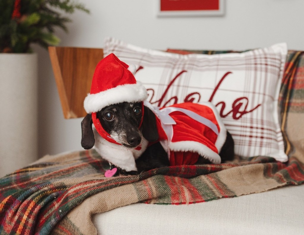 iN PHOTOS: Christmas costumes make grinches of Kamloops, Okanagan pets | iNFOnews.ca iN PHOTOS: Christmas costumes make grinches of Kamloops, Okanagan pets | iNFOnews.ca