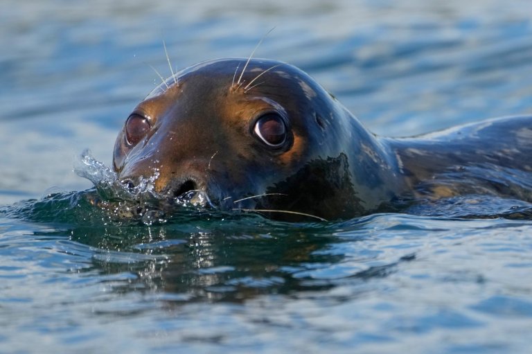 Republicans try to weaken 50-year-old law protecting whales, seals and polar bears | iNFOnews.ca