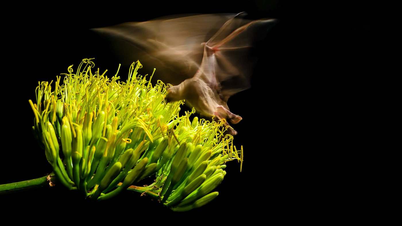 Agave or bust! Mexican long-nosed bats head farther north in search of sweet nectar | iNFOnews.ca