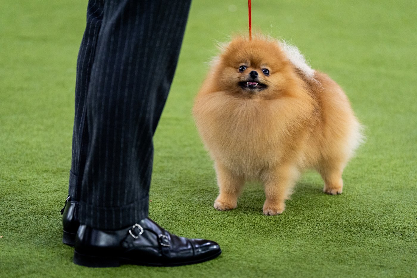 Photo Gallery: The Westminster dog show | iNFOnews.ca