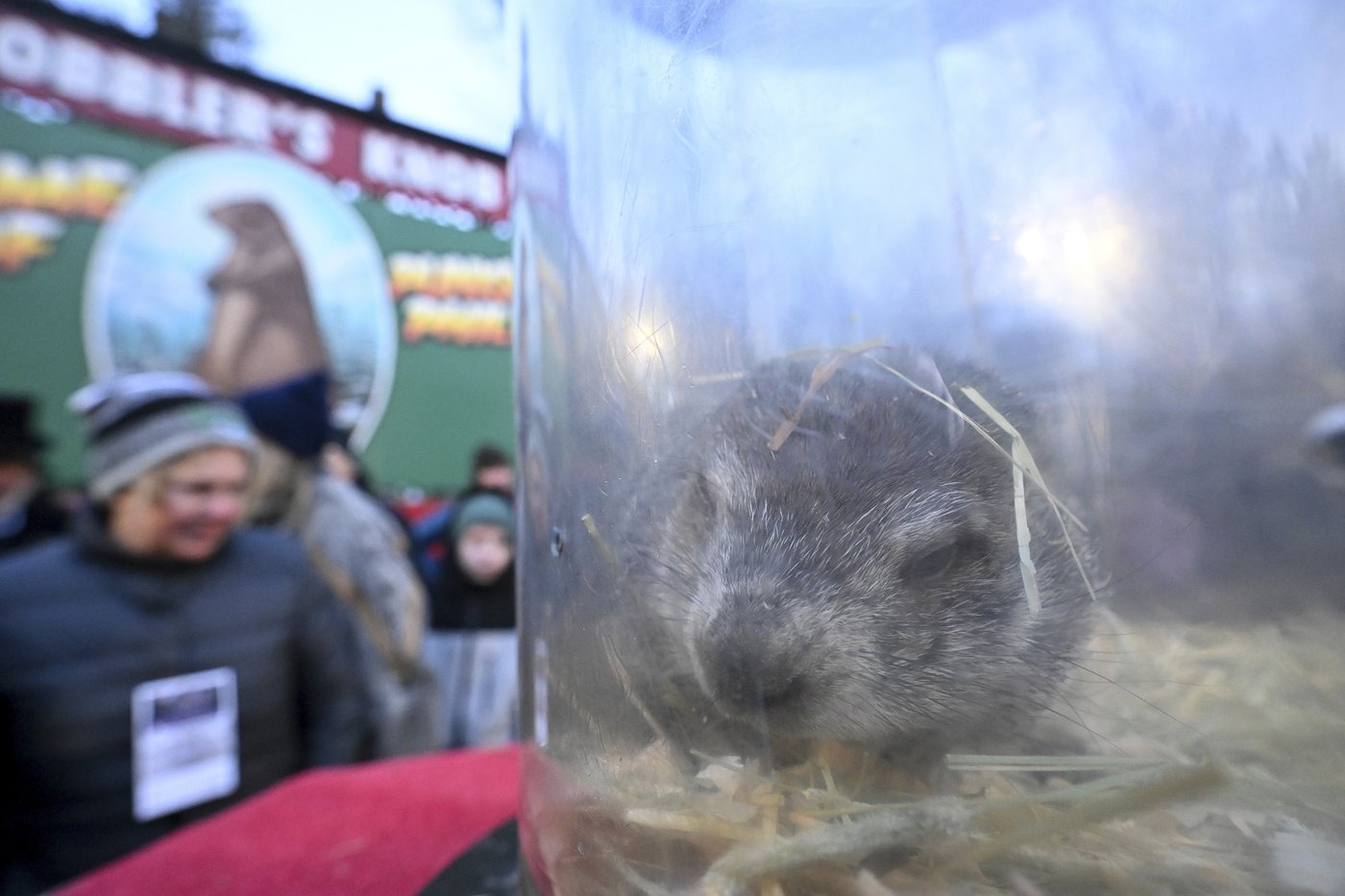 Punxsutawney Phil sees his shadow, handlers say, predicting 6 more weeks of wintry weather | iNFOnews.ca