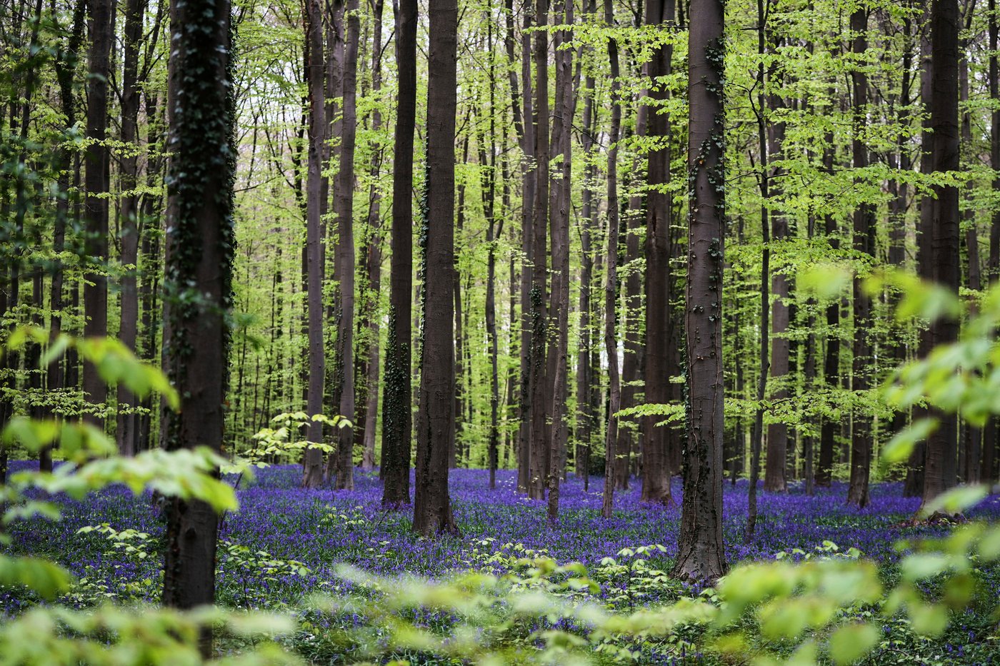 Bluebells and other spring flowers can be nature's antidote to stressful times | iNFOnews.ca Bluebells and other spring flowers can be nature's antidote to stressful times | iNFOnews.ca
