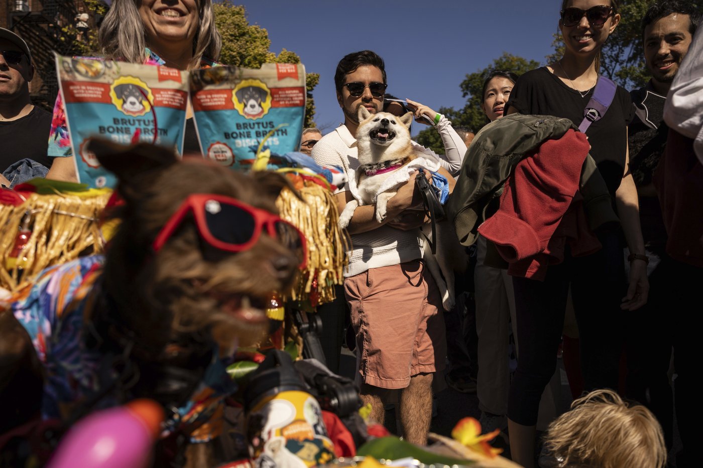 Pups on parade: Dogs dressed to the nines for annual New York City Halloween event | iNFOnews.ca