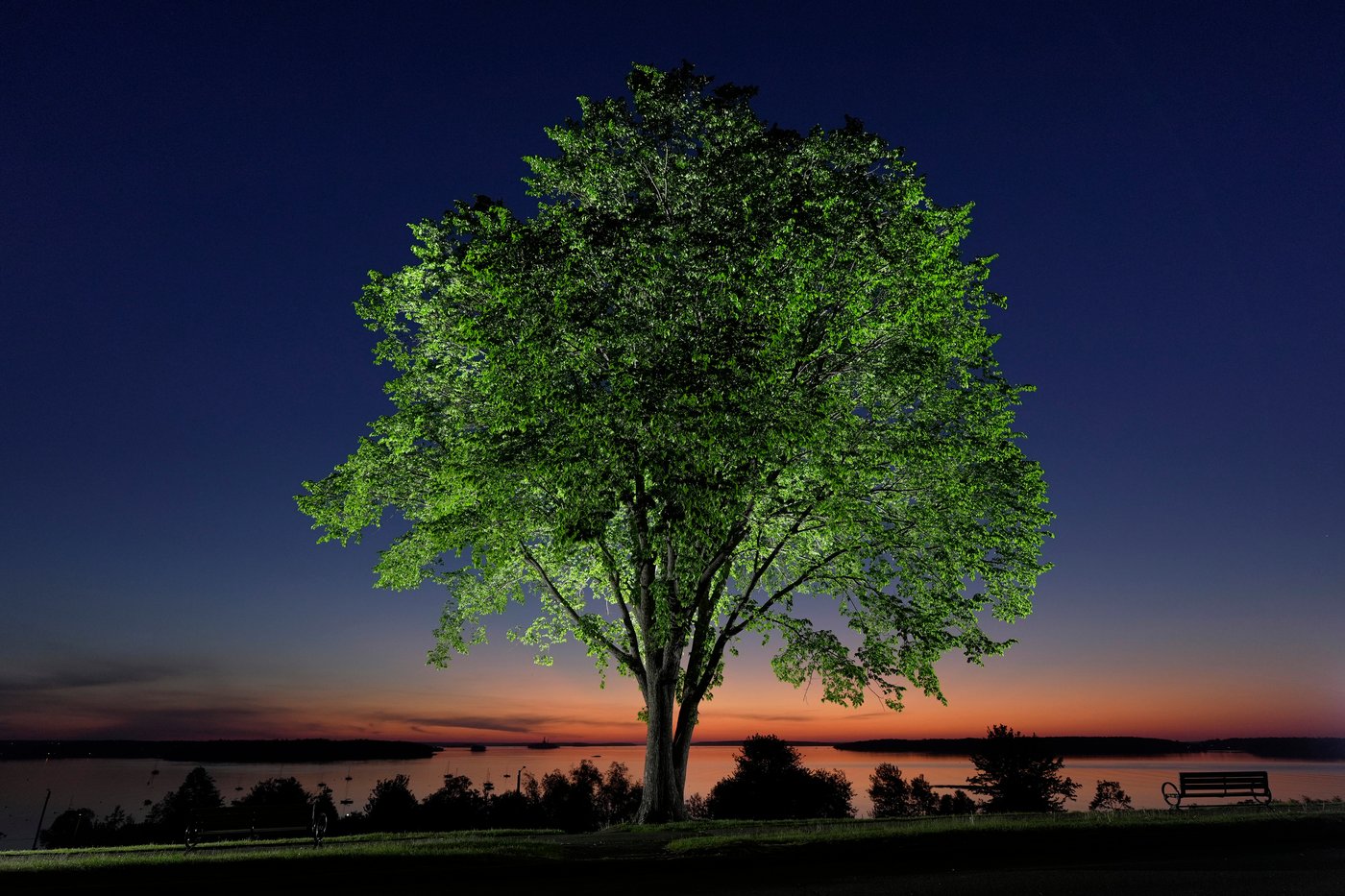 A new generation of elm trees could be equipped to beat the disease that killed the parents | iNFOnews.ca A new generation of elm trees could be equipped to beat the disease that killed the parents | iNFOnews.ca