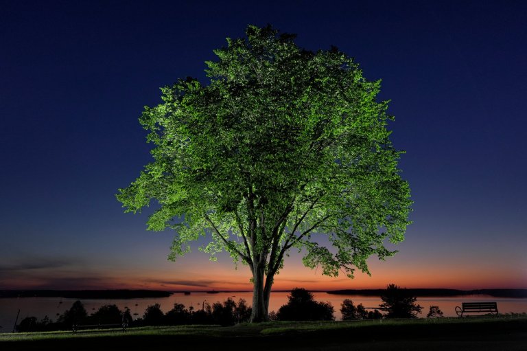 A new generation of elm trees could be equipped to beat the disease that killed the parents | iNFOnews.ca