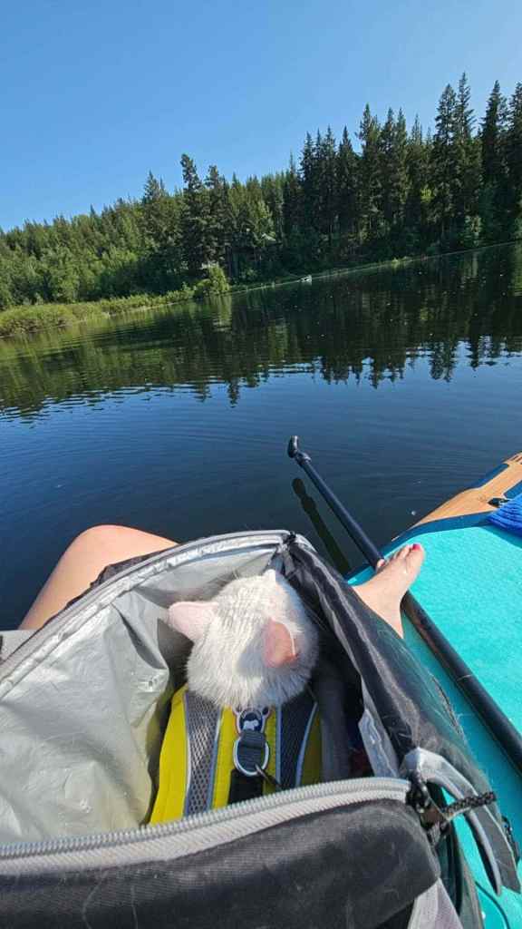 iN PHOTOS: How to get your cat onboard a paddleboard in Okanagan, Kamloops this summer | iNFOnews.ca