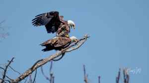 A pair of bald eagles in a tree.