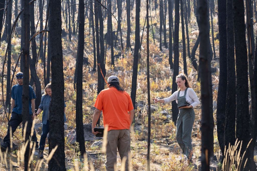 Fire-prone grasses invading wildfire-scarred landscapes in BC: study | iNFOnews.ca