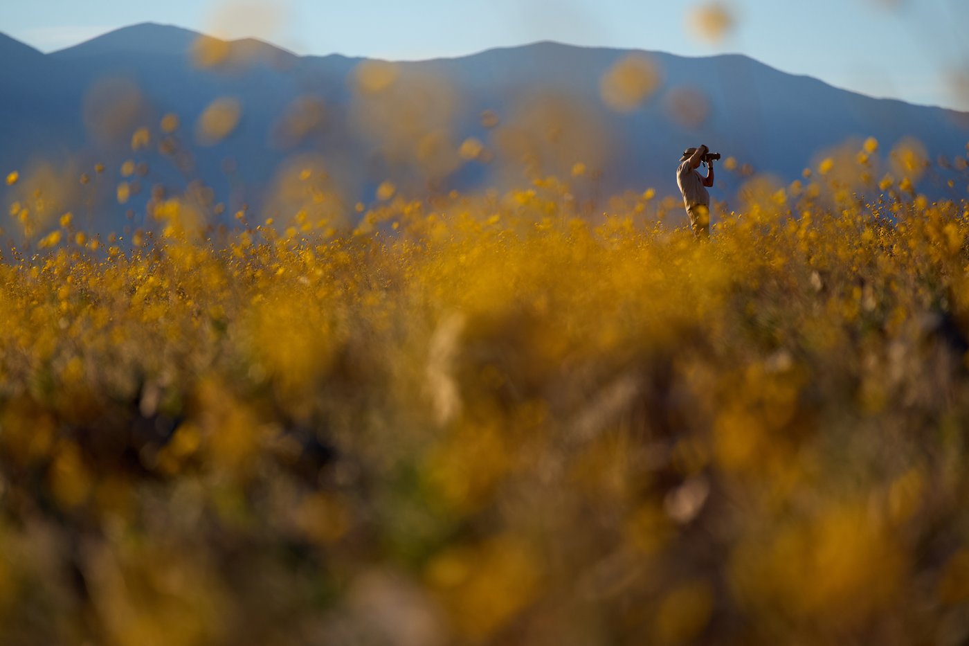 Wildflowers are blooming in the driest place in North America - but not for long | iNFOnews.ca