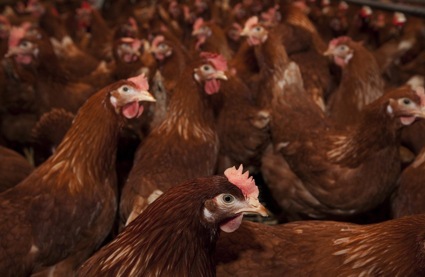 165,000 chickens dead after barns catch fire in Abbotsford, B.C. | iNFOnews.ca