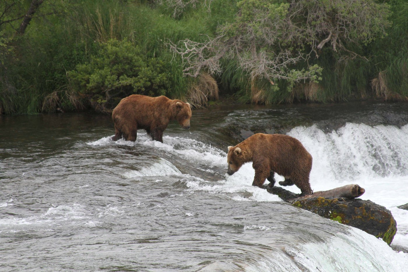 Alaska wildlife agents can kill bears from helicopters in an effort to protect caribou, judge says | iNFOnews.ca Alaska wildlife agents can kill bears from helicopters in an effort to protect caribou, judge says | iNFOnews.ca