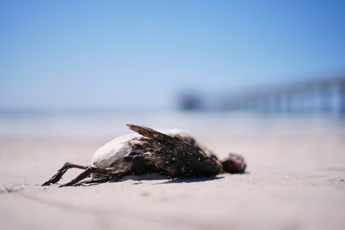 A marine heat wave caused seabird deaths off California. El Nino could worsen the die-off | iNFOnews.ca