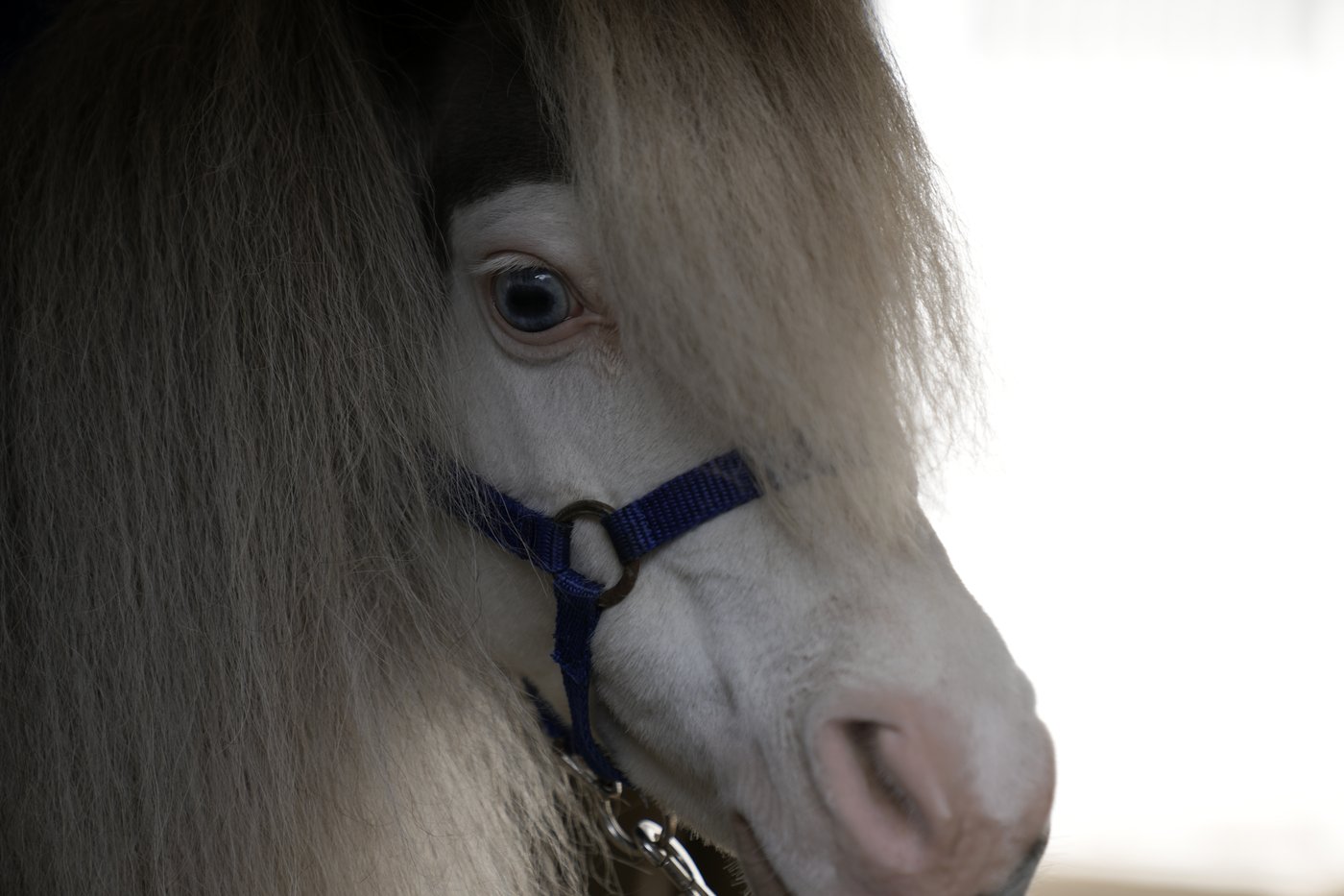 Greece's only miniature therapy horses bring joy to many, but their charity is struggling | iNFOnews.ca