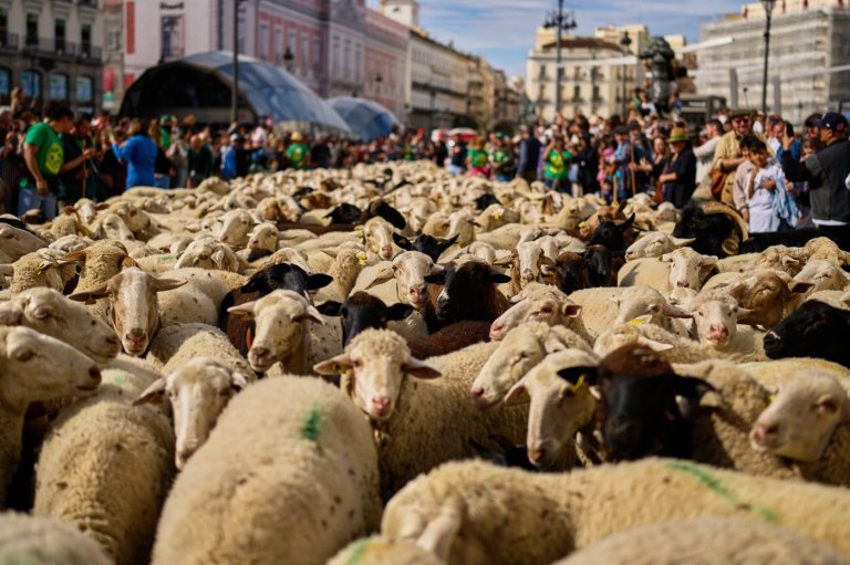 Shepherds steer their flocks during a Madrid festival, in photos | iNFOnews.ca