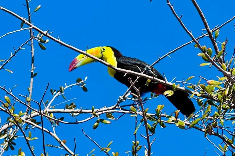 Rescue group in Las Vegas tries to catch a toucan that escaped its owner before it's too late | iNFOnews.ca
