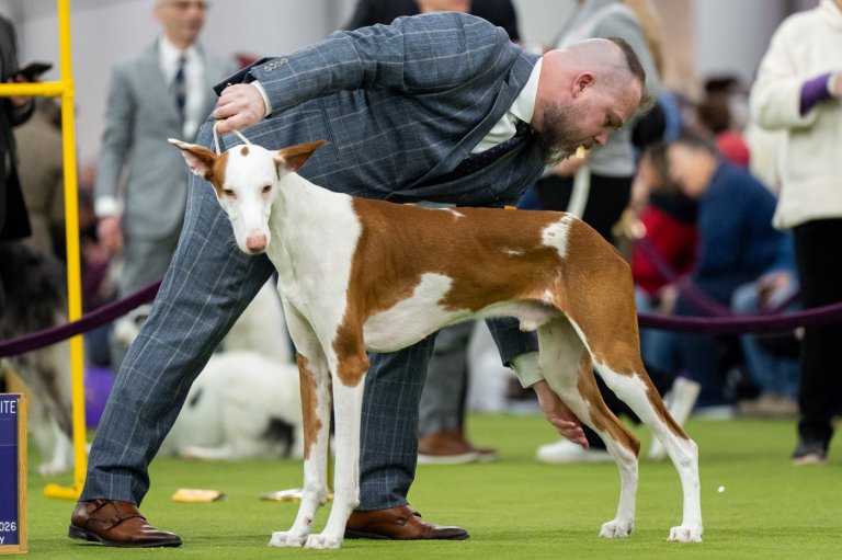 7 dogs competing for Westminster's show big prize Tuesday night | iNFOnews.ca