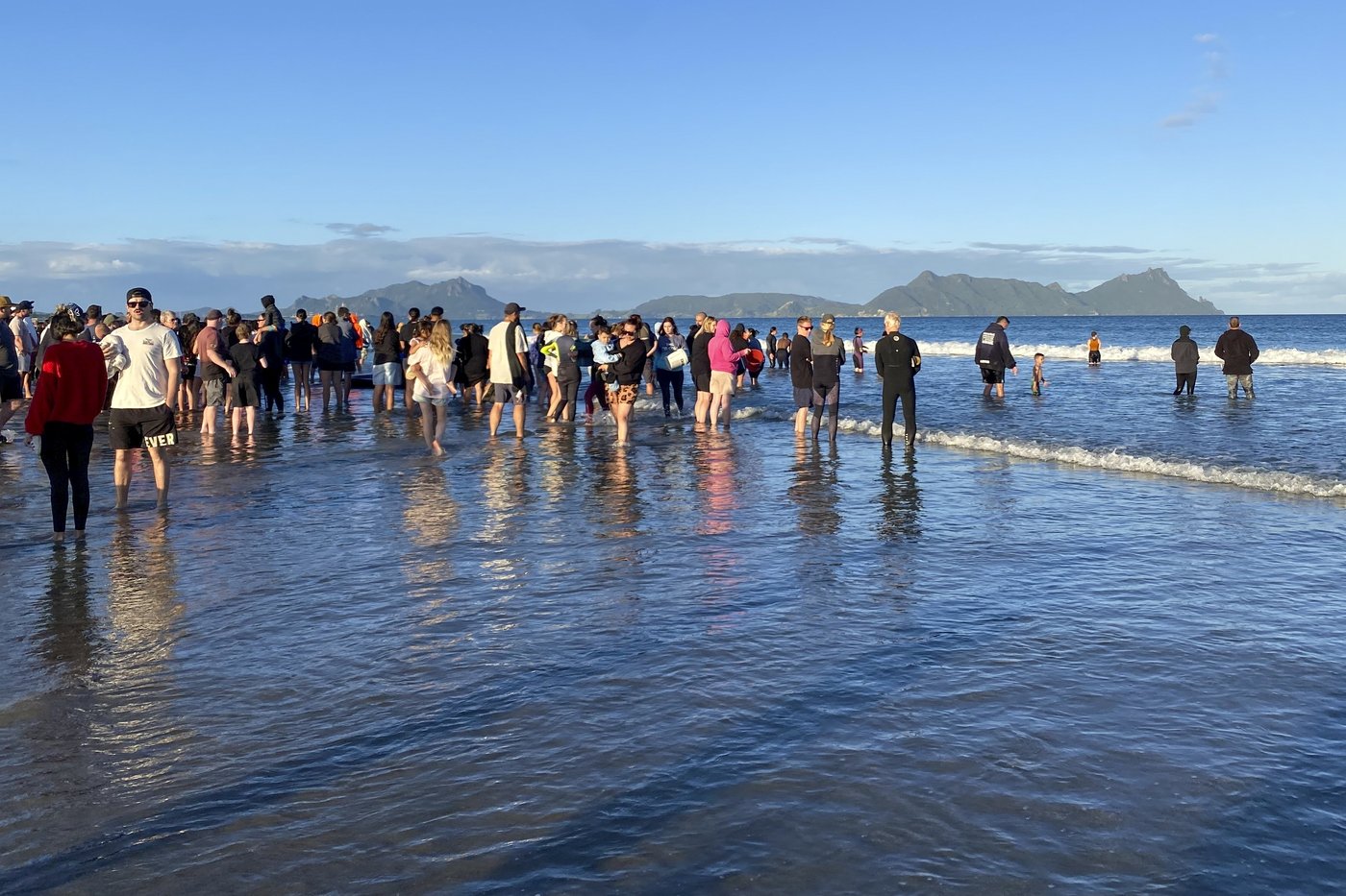 New Zealanders save more than 30 stranded whales by lifting them on sheets | iNFOnews.ca New Zealanders save more than 30 stranded whales by lifting them on sheets | iNFOnews.ca