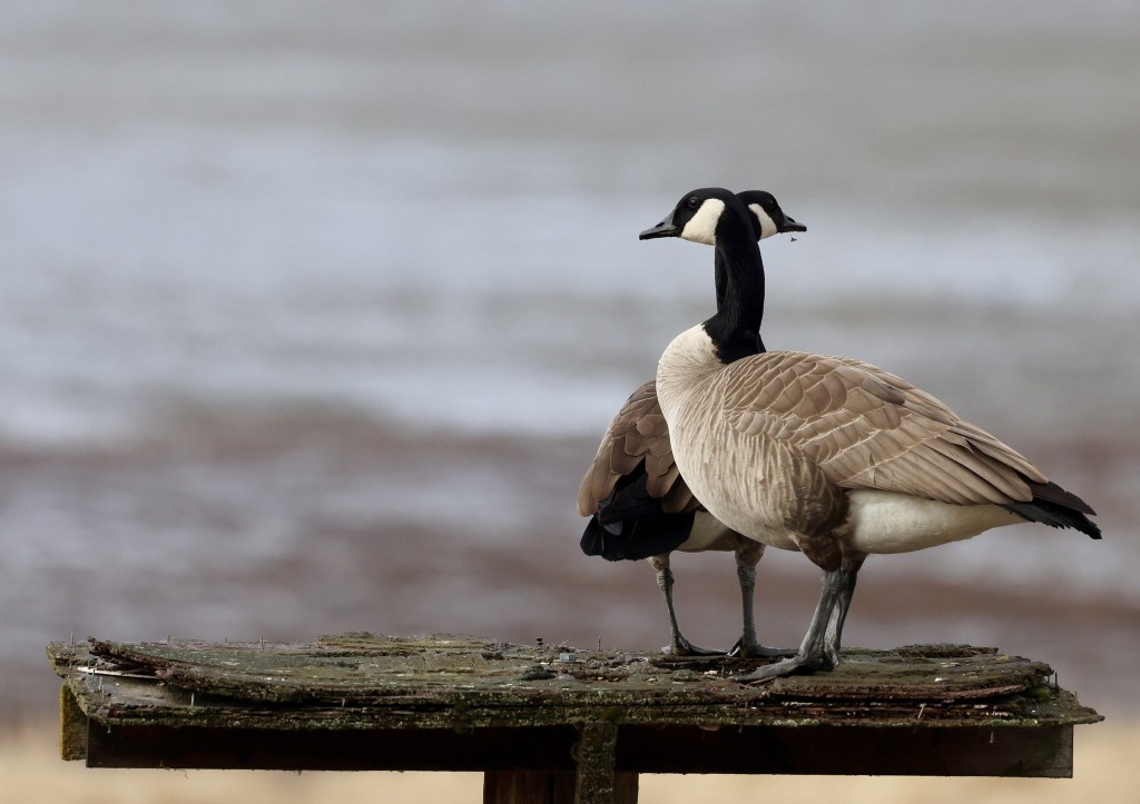 iN PHOTOS: Silly Canada goose shenanigans in Kamloops, Okanagan | iNFOnews.ca