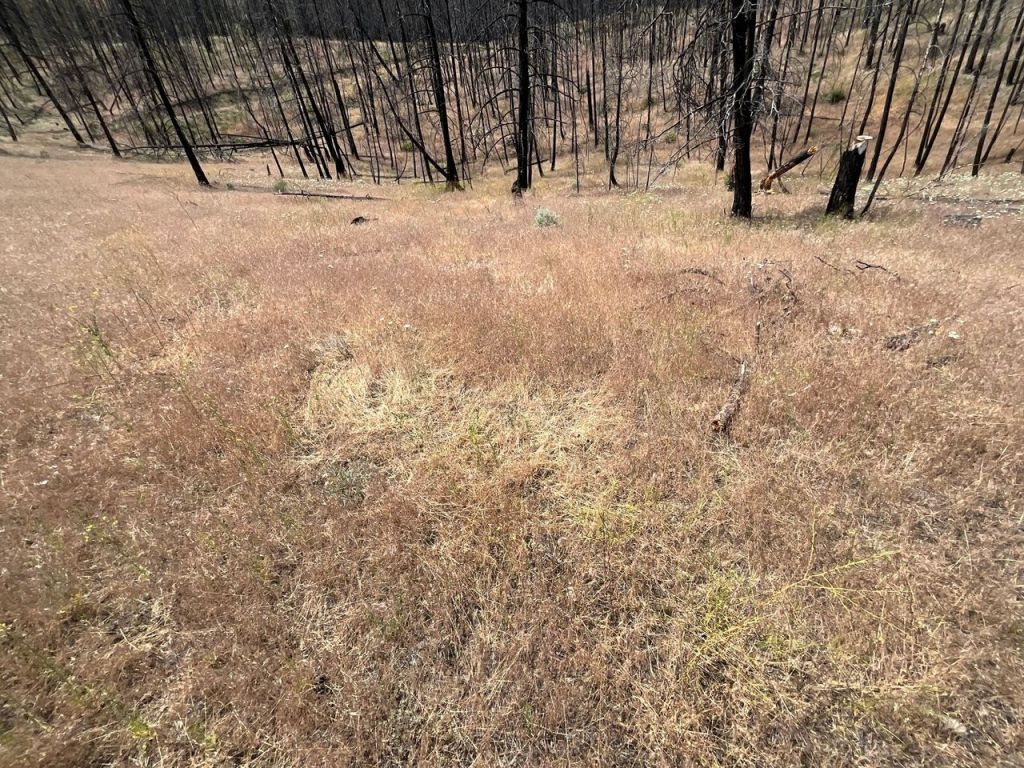 Fire-prone grasses invading wildfire-scarred landscapes in BC: study | iNFOnews.ca