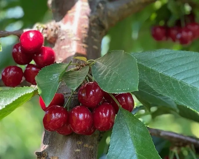 Epic cherry season expected in Okanagan and Kamloops | iNFOnews.ca Epic cherry season expected in Okanagan and Kamloops | iNFOnews.ca