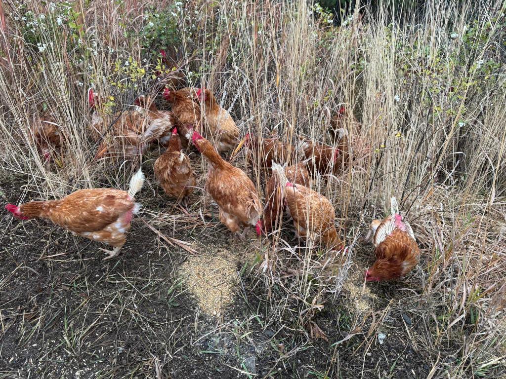 "So irresponsible": Unwanted chickens dumped in forests in Okanagan, Kamloops | iNFOnews.ca