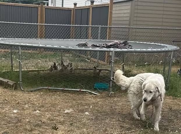 Wildfire evacuated chickens fly the coop in Armstrong | iNFOnews.ca A big white dog walks in front of a trampoline.