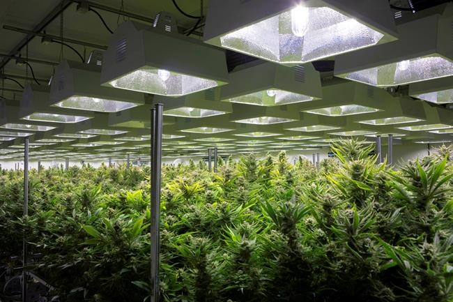 Newstrike shareholders overwhelmingly support CanniMed takeover deal | iNFOnews.ca