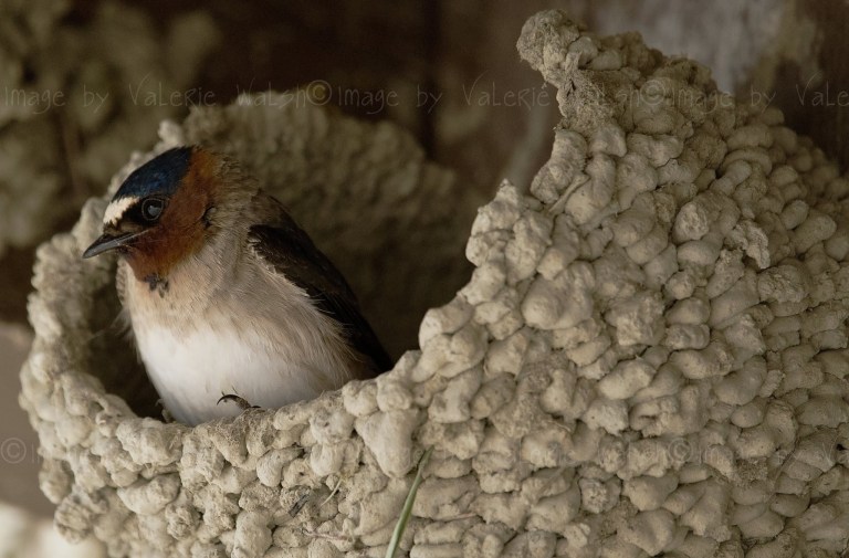 A songbird perches in a nest made of mud.