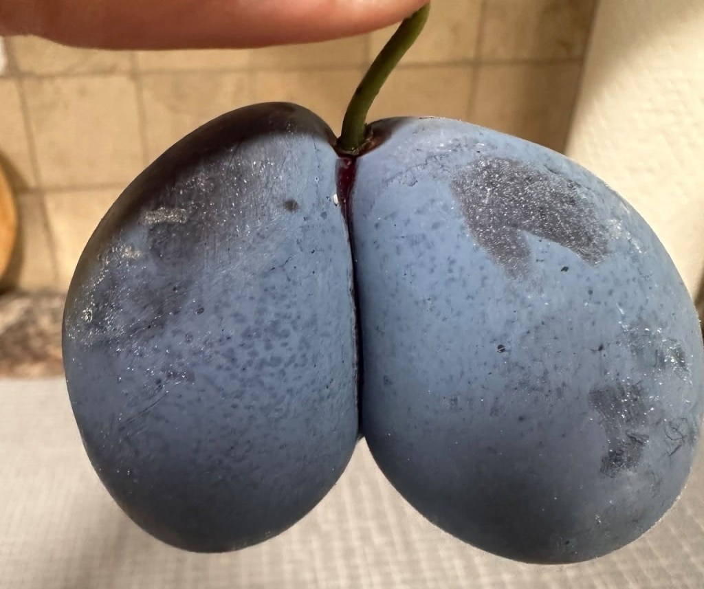 iN PHOTOS: Weird and wacky fruit and veggies in Okanagan, Kamloops | iNFOnews.ca iN PHOTOS: Weird and wacky fruit and veggies in Okanagan, Kamloops | iNFOnews.ca