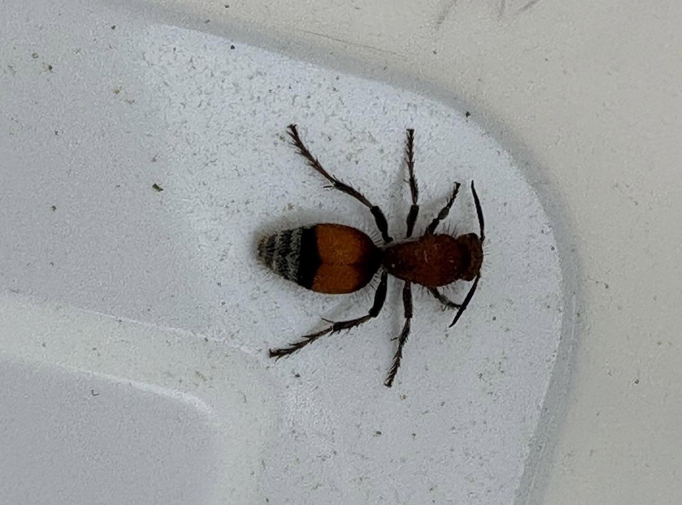 A red and black insect is in a container.