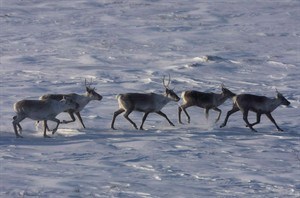 Latest caribou count finds iconic Porcupine herd thriving in the North | iNFOnews.ca CP27608370