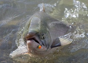 CP19277031