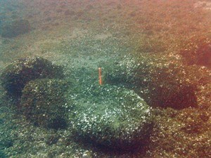 Prehistoric hunting structures found under Lake Huron | iNFOnews.ca CP28164778