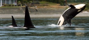 Sea lions looking for love may end up lunch for transient killer whales: study | iNFOnews.ca CP26254175