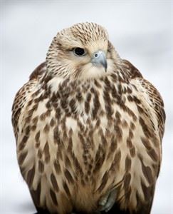 Speckled falcon working bird duty at landfill flies the coop in Winnipeg | iNFOnews.ca Speckled falcon working bird duty at landfill flies the coop in Winnipeg | iNFOnews.ca