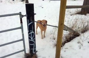 Kamloops, B.C., dog shows stick-to-itiveness while stumped by stuck stick | iNFOnews.ca CP22239864