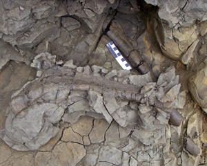 CP24717918