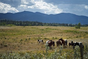 Alberta counts 880 wild horses in the foothills this year, down by about 100 | iNFOnews.ca CP28189636