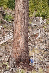 Towering Vancouver Island tree officially second-largest in the country | iNFOnews.ca