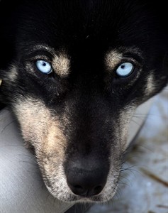 Culled sled dogs to be buried in pet cemetery near picturesque Penticton, B.C. | iNFOnews.ca Culled sled dogs to be buried in pet cemetery near picturesque Penticton, B.C. | iNFOnews.ca