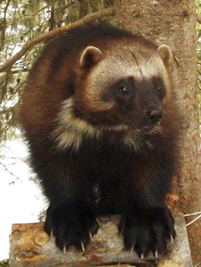 First documented evidence of Wolverines in The Great Bear Rainforest published | iNFOnews.ca