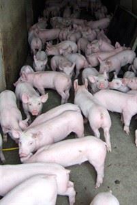 Canadian Press NewsAlert:Second case of deadly pig virus confirmed in Ontario | iNFOnews.ca