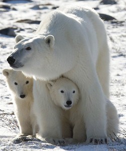 Manitoba eyes lifting moratorium on tundra buggy permits in new polar bear park | iNFOnews.ca