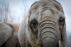 Transfer of three Toronto Zoo elephants to California sanctuary postponed again | iNFOnews.ca CP20235341
