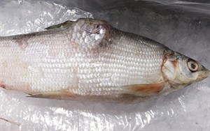 CP22743008