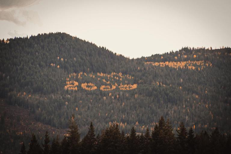 A forested hillside is seen from a distance with orange coloured trees spelling the numbers 2000.