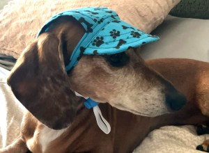A dachshund wears a blue hat with black pawprints on it.